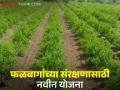 Crop Protection Scheme : वन्यप्राण्यांपासून पिके आणि फळबागांच्या संरक्षणासाठी स्वतंत्र योजना; सहकारमंत्री - Marathi News | Crop Protection scheme: Separate scheme to protect crops and orchards from wild animals; Cooperation Minister | Latest agriculture News at Lokmat.com