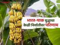 भारत-पाक युद्धाचा केळी निर्यातीवर काय होतोय परिणाम? वाचा सविस्तर - Marathi News | What is the impact of the India-Pakistan war on banana exports? Read in detail | Latest agriculture News at Lokmat.com