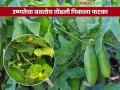 अति उन्हामुळे तोंडलीची पाने पिवळी, किडीचाही धोका; उत्पादन घटणार - Marathi News | Due to excessive heat, the leaves of the tondli turn yellow, there is also a risk of pests; production will decrease | Latest agriculture News at Lokmat.com