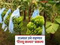 'टिश्यू कल्चर' तंत्रज्ञानाची ५० एकर क्षेत्रात होणार उभारणी; 'या' जिल्ह्यात प्रकल्पासाठी केंद्रीय पथकाकडून पाहणी - Marathi News | 'Tissue culture' technology to be set up in 50 acres of land; Central team inspects project in 'Ya' district | Latest agriculture News at Lokmat.com