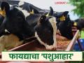 जनावरांना का गरजेचा असतो पशुआहार आणि त्याचे फायदे; जाणून घ्या पशुआहाराविषयी सविस्तर माहिती - Marathi News | Why animals need animal feed and its benefits; Know detailed information about animal feed | Latest agriculture News at Lokmat.com