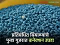 कपाशीचे ५० लाखांचे प्रतिबंधित बियाणे जप्त; कृषी विभागाने पोलिसांच्या साहाय्याने केला पर्दाफाश - Marathi News | Banned cotton seeds worth Rs 50 lakh seized; Agriculture Department busts case with help of police | Latest agriculture News at Lokmat.com