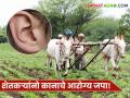 काम करतांना धूळ अन् मातीचे कण कानासाठी ठरू शकतात परिणामकारक; शेतकरी बांधवांनो 'असे' जपा कानाचे आरोग्य - Marathi News | Dust and soil particles while working can be harmful to the ears; Farmers, take care of your ear health in this way | Latest agriculture News at Lokmat.com