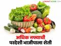 कमी गुंतवणुकीत जास्त नफा देणारी परदेशी भाजीपाला शेती; जाणून घ्या सविस्तर - Marathi News | Exotic vegetable farming that gives high profits with low investment; Know in detail | Latest agriculture News at Lokmat.com