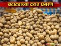 बटाट्याच्या दरात घसरण, मागणी स्थिरावली; घाऊक बाजारात मोठ्या फरकाने दर घसरले - Marathi News | Potato prices fall, demand stabilizes; Prices fall by a large margin in the wholesale market | Latest agriculture News at Lokmat.com