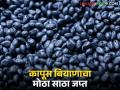 कापूस बियाणाचा मोठा साठा जप्त; शिरपूर तालुक्यातील भरवाडे येथे छापा टाकत कारवाई - Marathi News | Large stock of cotton seeds seized; Action taken by raiding at Bharwade in Shirpur taluka | Latest agriculture News at Lokmat.com