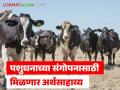 पशुधनाच्या संगोपनासाठी 'पशुसंवर्धन किसान क्रेडिट कार्ड'द्वारे मिळणार तीन लाखांचे अर्थसाहाय्य - Marathi News | Financial assistance of Rs 3 lakhs will be available through 'Pashu Samvardhan Kisan Credit Card' for livestock rearing. | Latest agriculture News at Lokmat.com