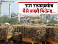 राज्यातील ९५ साखर कारखान्यांनी ऊस उत्पादक शेतकऱ्यांना १४३२ कोटीला अडकवले - Marathi News | 95 sugar factories in the state have trapped sugarcane farmers for Rs 1432 crore | Latest agriculture News at Lokmat.com