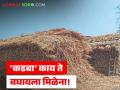 पौष्टिक सुका चारा कडाडला; ज्वारी-बाजरीची लागवड घटल्याने कडब्याचे वाढले दर - Marathi News | Nutritious dry fodder has become scarce; The price of fodder has increased due to the decrease in the cultivation of sorghum and millet. | Latest agriculture News at Lokmat.com