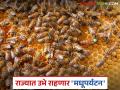 राज्यात उभे राहणार 'मधूपर्यटन'; 'या' १० गावांची 'मधाची गावे' म्हणून होणार ओळख - Marathi News | 'Honey tourism' to be established in the state; 'These' 10 villages will be identified as 'honey villages' | Latest agriculture News at Lokmat.com
