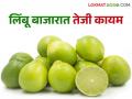 उष्णतेसोबत लिंबूचा तोरा वाढला; वाचा बाजारात लिंबू दर किती? - Marathi News | Lemon prices have increased with the heat; Read: What is the price of lemons in the market? | Latest agriculture News at Lokmat.com