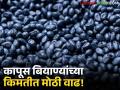 शेतमालाच्या दरकोंडी पुढे शेतकऱ्यांचा जातोय तोल; बियाणांच्या किंमतीला मात्र न चुकता मिळतो वाढीव मोल - Marathi News | Farmers are losing their balance due to the price crisis of agricultural products; However, the price of seeds is getting increased value without fail. | Latest agriculture News at Lokmat.com