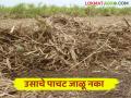विना खर्चात खोडवा उसाचे मिळवा अधिक उत्पादन; पाचट कुजविण्याचे अनेक फायदे - Marathi News | Get more production from sugarcane without any cost; Many benefits of rotting the sugarcane | Latest agriculture News at Lokmat.com