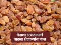 पश्चिम महाराष्ट्राच्या द्राक्ष पंढरीचे बेदाणा उत्पादन वाढले; ढासळलेल्या द्राक्ष बाजार दराचा परिणाम - Marathi News | Currant production in the grape plantations of western Maharashtra has increased; a result of the falling grape market price | Latest agriculture News at Lokmat.com