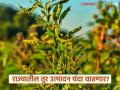 यंदा तुरीच्या उत्पादनात होणार वाढ; राज्यात १३.३ लाख टन उत्पादन अपेक्षित - Marathi News | This year, there will be an increase in the production of turi; 1.33 lakh tonnes expected in the state | Latest agriculture News at Lokmat.com