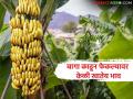 जेसीबीने केळीच्या बागा काढून फेकल्यावर आता वधारले दर; कपाळावर हात मारून घेण्याची बागायतदारांवर वेळ - Marathi News | Banana prices have increased after JCBs demolished banana plantations; It's time for the farmers to take responsibility | Latest agriculture News at Lokmat.com