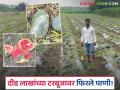 अवकाळीने केला मारा अन् टरबूजाच्या झाल्या गारा; दिड लाख रुपयांचा कृष्णा पाटलांना बसला आर्थिक फटका - Marathi News | Unseasonal rains hit and watermelons were damaged; Krishna Patil suffered a financial loss of Rs. 1.5 lakh | Latest agriculture News at Lokmat.com