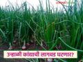 यंदा उन्हाळी कांद्याची लागवड घटणार? खर्चापेक्षा उत्पादन कमी; शेतकऱ्यांमध्ये निरुत्साह - Marathi News | Will summer onion cultivation decrease this year? Production less than expenditure; Farmers discouraged | Latest agriculture News at Lokmat.com