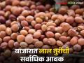 Pigeon Pea Market बाजारात लाल तुरींची सर्वाधिक आवक; वाचा काय मिळतोय तुरीला दर - Marathi News | Pigeon Pea Market Highest arrival of red Pigeon Pea in the market; Read what price Pigeon Pea is getting | Latest agriculture News at Lokmat.com