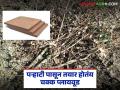 पऱ्हाटीच्या देठापासून यशस्वीरित्या तयार झाले चक्क प्लायवूड; चंद्रपूरच्या 'या' विद्यार्थ्याची कमाल - Marathi News | Plywood successfully made from the stalk of Cotton Parhati; 'This' student from Chandrapur's feat | Latest agriculture News at Lokmat.com