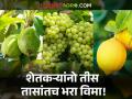 शेतकऱ्यांची थट्टा; संत्रा, पेरू, लिंबू आणि द्राक्ष उत्पादकांना विमा योजनेत सहभागी होण्यासाठी केवळ ३० तासांचा कालावधी - Marathi News | Farmers' mockery; Orange, guava, lemon and grape growers have only 30 hours to participate in insurance scheme | Latest agriculture News at Lokmat.com