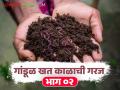 शेणखताला दर्जेदार कुजविण्यासाठी गांडूळ निवडायचे आहेत? मग 'या' गोष्टी विसरू नका बरं - Marathi News | Want to choose earthworms for high-quality composting of cow dung? Then don't forget these things. | Latest agriculture News at Lokmat.com