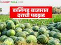 निसर्गाची अवकृपा, जागतिक घडामोडींच्या कात्रीत अडकला शेतकरी; कवडीमोल दराने होतेय कलिंगड विक्री - Marathi News | Farmers caught in the grip of nature's displeasure and global events; Watermelons are being sold at rock-bottom prices | Latest agriculture News at Lokmat.com