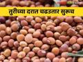 Pigeon pea market : तुरीच्या दरात सतत चढउतार सुरूच; बाजारात आवकही घटली - Marathi News | Pigeon pea market: Pigeon pea prices continue to fluctuate; Inflows to the market also decreased | Latest agriculture News at Lokmat.com