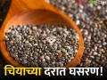 हळदी पाठोपाठ चियाच्या दरातही घसरण; आठवडाभरात प्रतिक्विंटल हजार रुपयांची घसरण - Marathi News | After turmeric, chia prices also fall; Drop by Rs 1,000 per quintal in a week | Latest agriculture News at Lokmat.com
