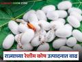 रेशीम उत्पादनात राज्याची भरारी: चॉकी केंद्रांच्या माध्यमातून अंडीपुंज वाटपात विक्रमी वाढ - Marathi News | State's surge in silk production: Record increase in egg distribution through Chowki centers | Latest agriculture News at Lokmat.com