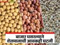 बाजार दर घसरल्याने शेतमालाची आवकही घटली; वाचा काय मिळतोय शेतमालाला बाजारभाव - Marathi News | Due to the fall in market prices, the arrival of agricultural products also decreased; Read what is the market price of agricultural products | Latest agriculture News at Lokmat.com
