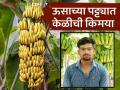 Farmer Success Story : काकांच्या पारंपारिक ऊस शेतीला पुतण्याच्या आधुनिक केळी शेतीच्या प्रयोगाची जोड - Marathi News | Farmer Success Story : Addition of Nephew's Modern Banana Farming Experiment to Uncle's Traditional Sugarcane Farming | Latest agriculture News at Lokmat.com