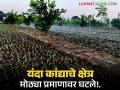 'नाशिक' जिल्ह्यातील कांद्याच्या क्षेत्रात यंदा मोठ्या प्रमाणात घट; जानेवारी शेवटपर्यंत लागवडी राहणार सुरू - Marathi News | Onion area in Nashik district has decreased significantly this year; cultivation will continue till the end of January | Latest agriculture News at Lokmat.com