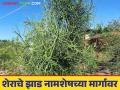 औषधी गुणधर्म असलेले शेराचे झाड नामशेष होण्याच्या मार्गावर - Marathi News | The medicinal lion tree is on the verge of extinction | Latest agriculture News at Lokmat.com