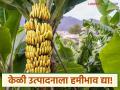 केळीला उत्पादन खर्चावर आधारित हमीभाव मिळवून देण्यासाठी प्रयत्नशील - किरण चव्हाण - Marathi News | Efforts are being made to get guaranteed price for bananas based on production cost - Kiran Chavan | Latest agriculture News at Lokmat.com