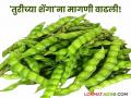 तुरी पेक्षा शेंगा खाताहेत अधिक भाव; बाजारात मागणी वाढल्याने दरात तेजी - Marathi News | Legumes are being sold at a higher price than tur; Prices have risen due to increased demand in the market | Latest agriculture News at Lokmat.com