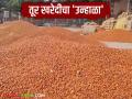 महिना उलटला तरी अद्यापही एकाही शेतकऱ्याची तूर खरेदी नाही; तूर खरेदीचा उन्हाळा - Marathi News | Even after a month, not a single farmer has purchased tur; It's the summer of tur purchasing | Latest agriculture News at Lokmat.com