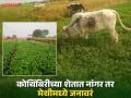 शेतकऱ्यांनी कोथिंबिरीच्या शेतात फिरवला नांगर तर मेथीमध्ये सोडली जनावरं; वाचा काय आहे कारण - Marathi News | Farmers ploughed the coriander field and left the animals in the fenugreek field; Read the reason | Latest agriculture News at Lokmat.com