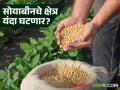 सोयाबीनच्या क्षेत्रात यंदा २ लाख हेक्टरची होणार घट? कृषी विभागाने वर्तवला अंदाज - Marathi News | Will there be a decrease of 2 lakh hectares in soybean area this year? Agriculture Department predicts | Latest agriculture News at Lokmat.com