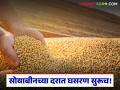साडेआठ हजारांहून वर गेलेल्या सोयाबीनच्या दरात मोठी घसरण; शेतकऱ्यांमध्ये निराशेचे वातावरण - Marathi News | Soybean prices, which have gone above 8,500, have fallen sharply; There is an atmosphere of disappointment among farmers | Latest agriculture News at Lokmat.com