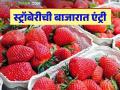 Strawberry Market Rate : महाबळेश्वरची आंबट-गोड स्ट्रॉबेरी बाजारात दाखल; जाणून घ्या काय मिळतोय दर - Marathi News | Strawberry Market Rate: Mahabaleshwar's sour-sweet strawberries have entered the market; Know what the rate is | Latest agriculture News at Lokmat.com