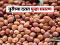 तुर बाजार भावात घसरण सुरूच; सोयाबीनचे भाव देखील पाचशेंनी उतरले - Marathi News | Tur market prices continue to fall; soybean prices also fell by five hundred rupees | Latest agriculture News at Lokmat.com
