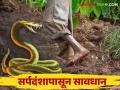 Snake Bite : रब्बीच्या पिकांना रात्री पाणी भरत आहात का? तर 'अशी' काळजी घ्या; सर्पदंशाची शक्यता नाकारता येत नाही - Marathi News | Snake Bite : Watering Rabi crops at night? So take care 'like this'; The possibility of snakebite cannot be ruled out | Latest agriculture News at Lokmat.com