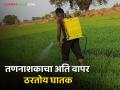 तणनाशकांच्या अतिवापरामुळे जमिनी होऊ लागल्या खारपड, चोपन; मातीचा पोतही ढासळला - Marathi News | Due to excessive use of herbicides, the lands became barren, chopan; The texture of the soil also deteriorated | Latest agriculture News at Lokmat.com