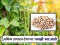यंदा चवळी लागवडीसाठी करा कृषी विद्यापिठाची शिफारस असलेल्या 'या' सुधारित जातीची निवड; मिळेल अधिक उत्पादन - Marathi News | Choose 'Ya' improved varieties recommended by the Agricultural University for cowpea cultivation this year; Get more product | Latest agriculture News at Lokmat.com