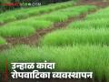 यंदा कांदा रोपांची रोगमुक्त वाढ हवीय? मग 'हा' नैसर्गिक उपाय आवर्जून करा - Marathi News | | Latest agriculture News at Lokmat.com
