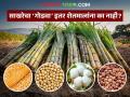 साखरेच्या दरवाढीसाठी राज्य सरकारची केंद्राकडे गळ; कापूस, साेयाबीनसह इतर पिकांचे दर मात्र एमएसपीच्या खाली - Marathi News | State government appeals to Centre for sugar price hike; Prices of cotton, soybean and other crops below MSP | Latest agriculture News at Lokmat.com