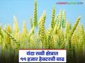 सिंचन सुविधांसह मुबलक जलसाठ्याचा परिणामः यंदा रब्बी पिकांच्या सरासरी क्षेत्राच्या तुलनेत ११ हजार हेक्टरची वाढ - Marathi News | Result of abundant water resources along with irrigation facilities: 11 thousand hectares increase compared to the average area of Rabi crops this year | Latest agriculture News at Lokmat.com