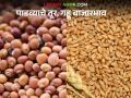 गुढीपाडव्याच्या दिवशी राज्याच्या केवळ 'या' दोन बाजारात तूर आणि गहू आवक; वाचा काय मिळाला दर - Marathi News | On the day of Gudi Padwa, tur and wheat arrived in only 'these' two markets of the state; Read what the prices were | Latest agriculture News at Lokmat.com