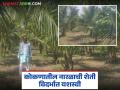 कोकणातील नारळाची शेती रमेशरावांच्या यशस्वी प्रयोगातून वाशिमच्या शेलू खडसे शेतशिवारात बहरली - Marathi News | Coconut farming in Konkan flourished on the outskirts of Shelu Khadse farm in Washim through Ramesh Rao's successful experiment. | Latest agriculture News at Lokmat.com